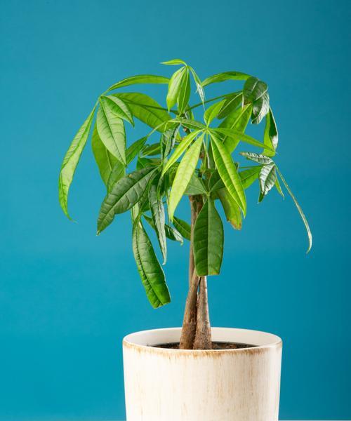 如何正确上盆粗大发财树（学会这些技巧，让你的植物茁壮成长）
