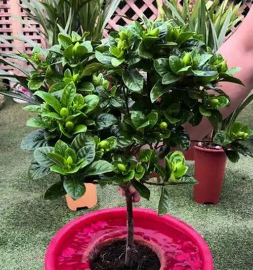 培育栀子花多开花的秘诀（掌握关键技巧，让栀子花绽放无限美丽）