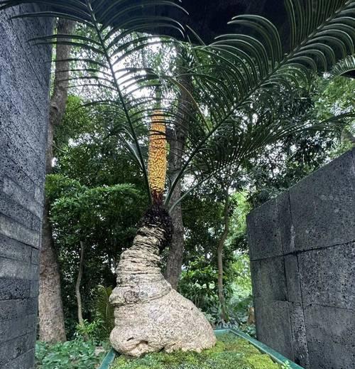 铁树种球的保存与种植技巧（掌握正确方法，让铁树在你家园中生长茁壮）