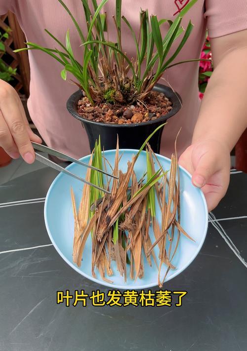 兰花长芽的处理方法（保护兰花健康生长的关键）