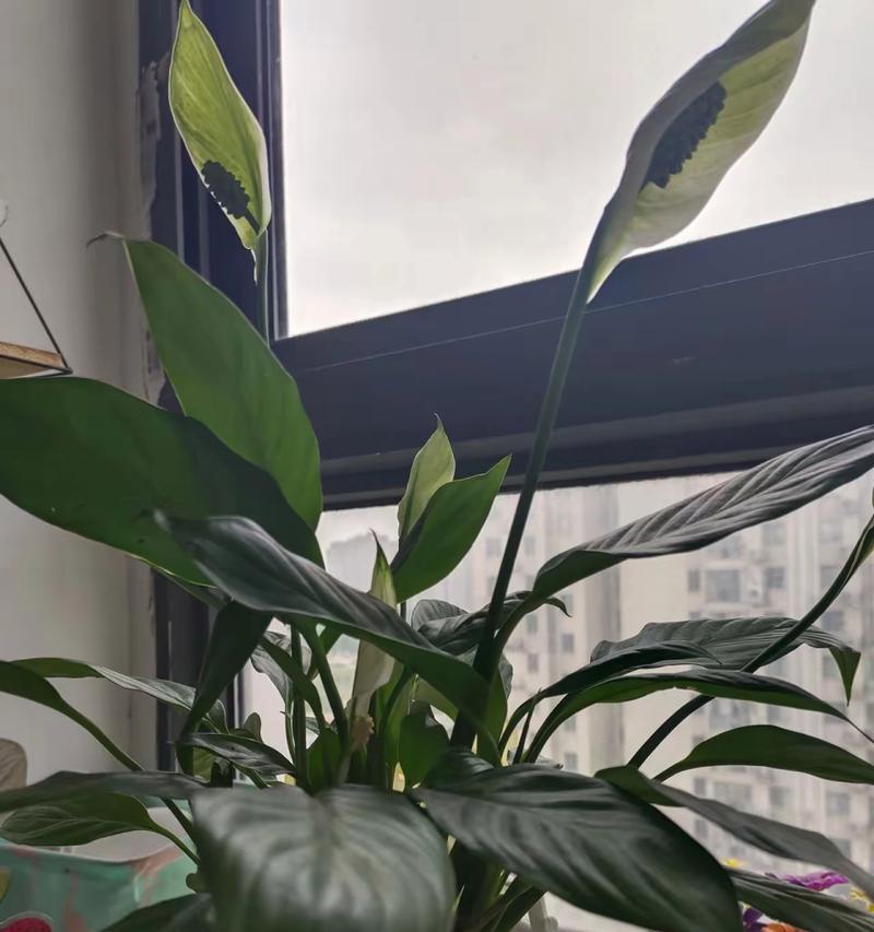 白掌花越开越小的原因及解决方法（探究白掌花开花过程中出现逆向生长的现象，提供解决方案）