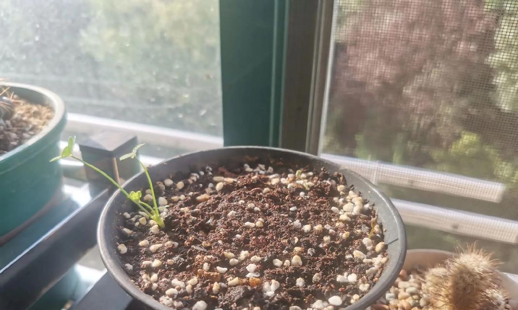 以酢浆草花败怎么处理（有效措施与注意事项，）