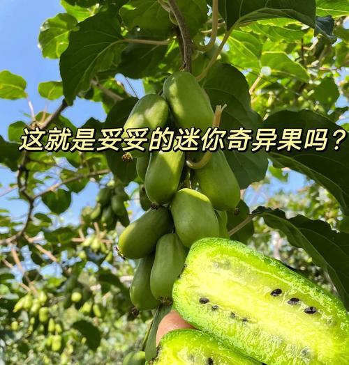 奇异果能否放冰箱？（正确的奇异果存储方法，让你吃到更美味的果肉）