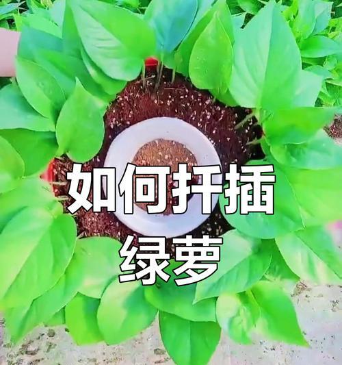 绿萝底部的绳子使用技巧（优雅装饰你的绿萝——学会巧妙操控绿萝底部绳子）