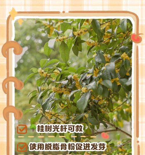 冬季桂花的奇迹（冬日里的花香满园，探秘桂花发芽的神奇之旅）