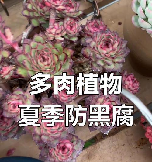 多肉植物真菌感染（多肉植物养护中的真菌感染及应对方法）