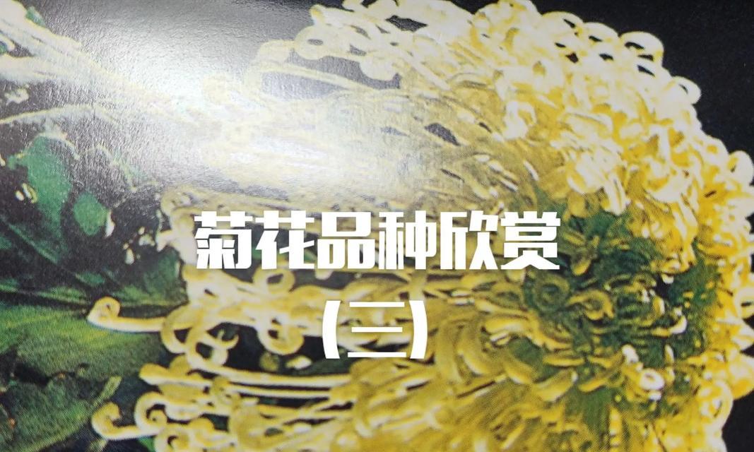 菊花慢开的困扰与应对方法（以菊花开花慢如何克服困扰，让花期更美丽）