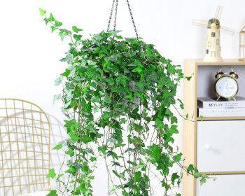 常青藤栽种——用大盆还是小盆？（小心！盆的大小直接影响植物生长）