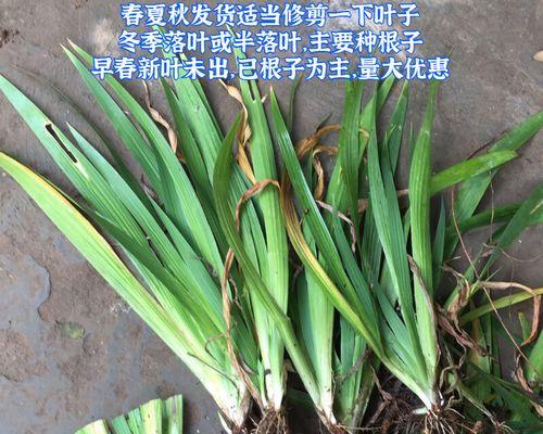 蓝蝴蝶鸢尾叶子发干的原因与处理方法（探究蓝蝴蝶鸢尾叶子发干的原因，以及有效的处理方法）
