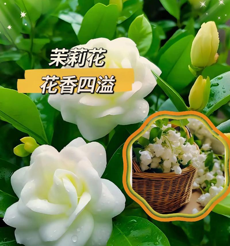 茉莉花的怪异变化之谜（从花苞到盛放，茉莉花散发迷人芬芳的奥秘）