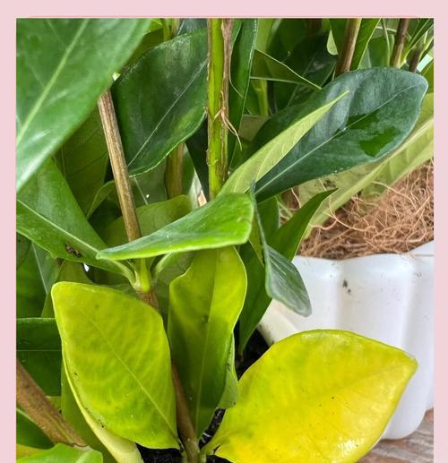 以栀子花根部灭虫的方法与技巧（利用栀子花根部来防治害虫的有效措施及注意事项）