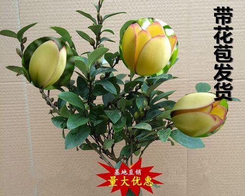 探秘含笑花的多彩世界（揭开含笑花的五种神秘颜色）