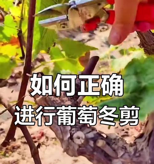 葡萄冬季剪枝的最佳时机及方法（为丰收做好准备——葡萄冬季剪枝的必备知识）