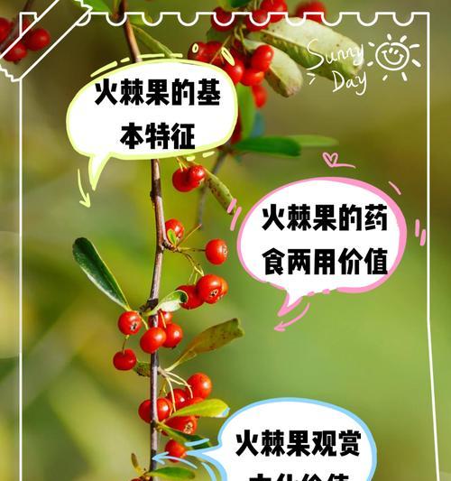 火棘果的神奇功效(探寻火棘果的医学价值与健康作用)