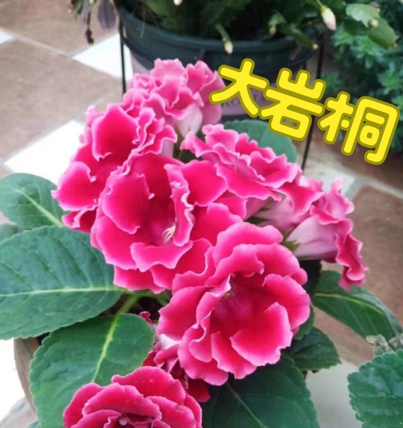 如何养护大岩桐，让其长得壮？（一种关键性的养护方法，有效提升大岩桐的生长速度与健壮程度。）
