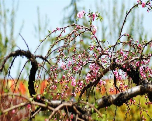 探究桃树的生长习性与生长环境条件（从生态环境到物种特点，解密桃树生长的奥秘）