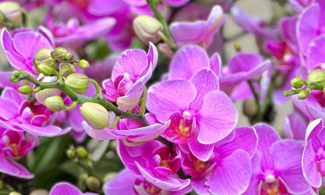 蝴蝶兰——四季开花的神秘之花（四季常青，开花不停歇，你知道这种植物的是什么吗？）