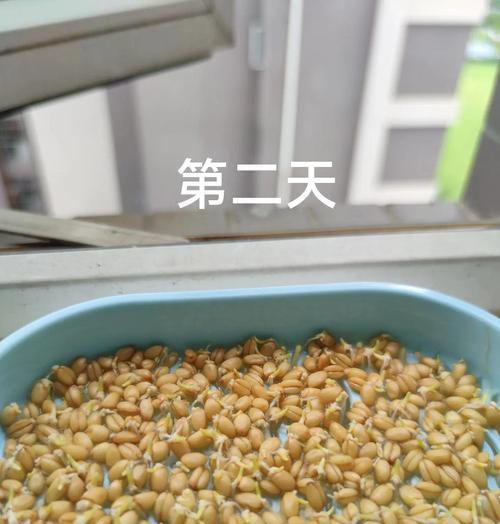 猫草水培还是土培？（探究猫草的最佳生长方式）