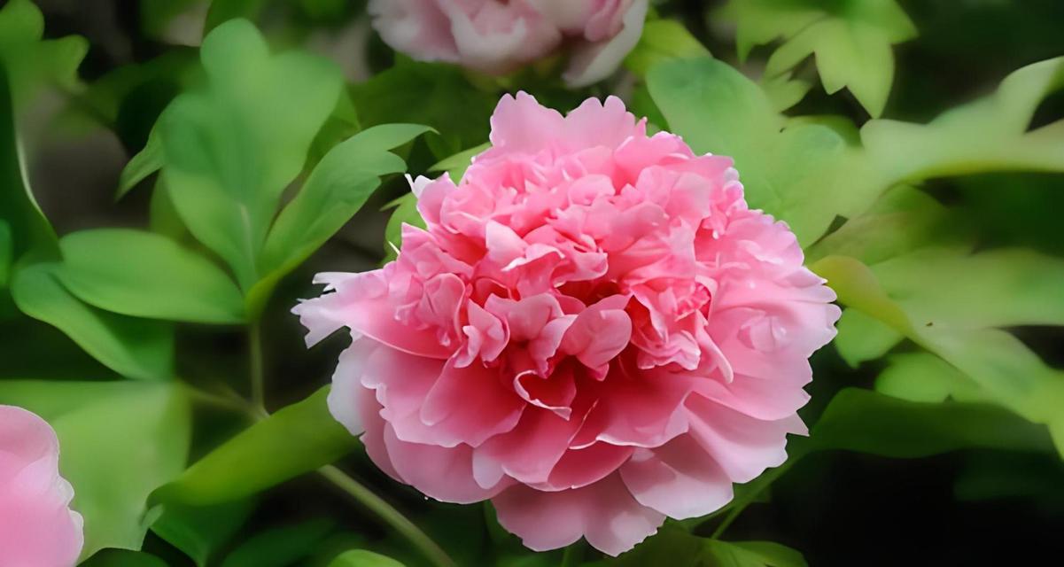 牡丹花不仅春天盛开，冬天也可迎春（冬天的牡丹花，百花中独秀）