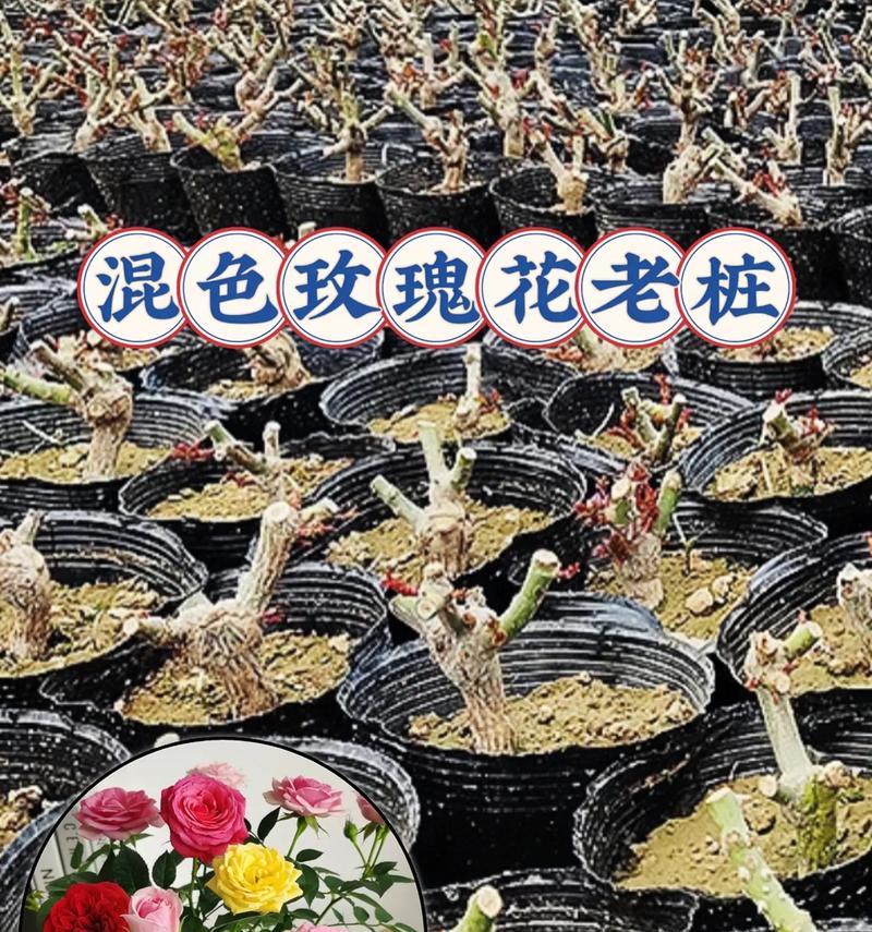 以玫瑰花枝如何养出根（养根技巧、步骤详解）