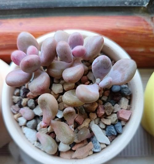 多肉叶子软了该如何处理（解决多肉叶子软化问题的有效方法）