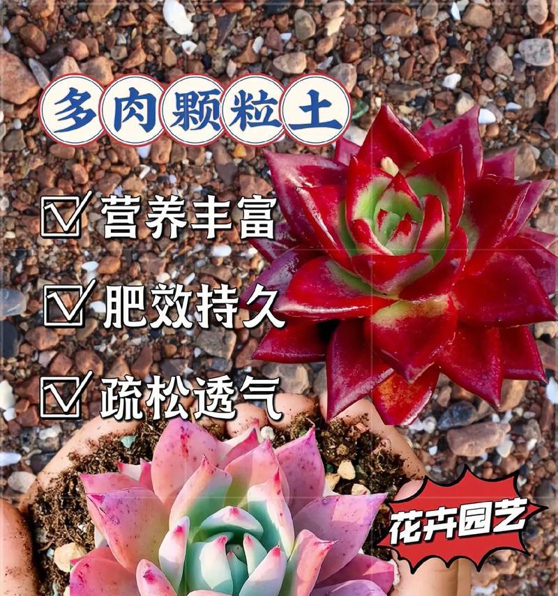 多肉土壤的杀菌消毒方法(保证多肉植物健康成长,从土壤杀菌开始)