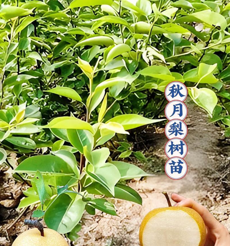 梨树的生长周期及开花结果时间（探究梨树开花结果的生态环境与气候影响）