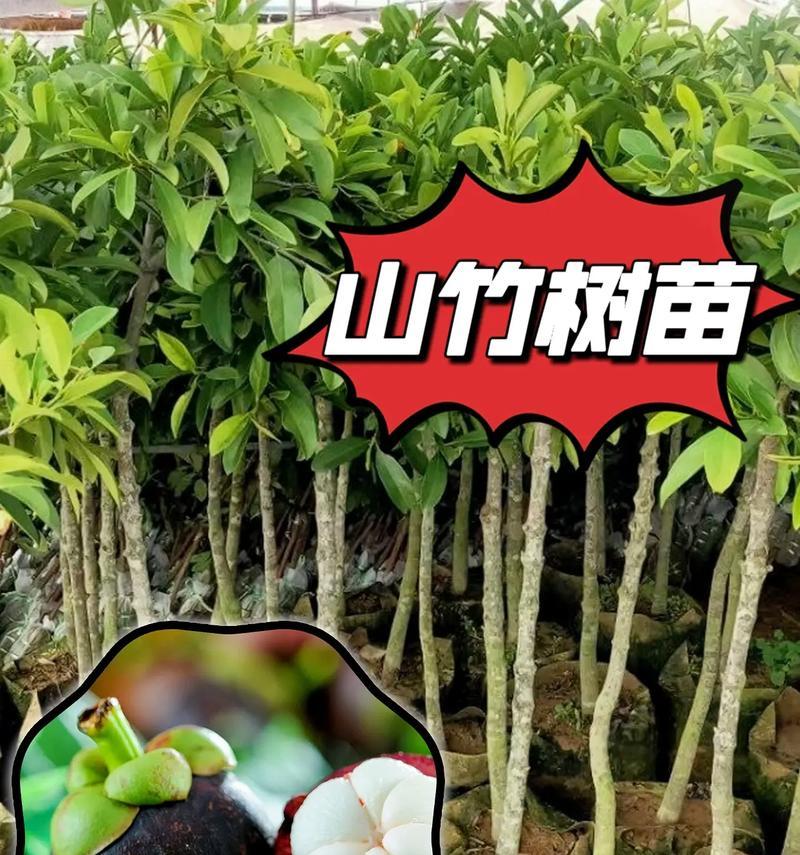 山竹的种植和管理（打造丰收的山竹园——从种植到管理全攻略）