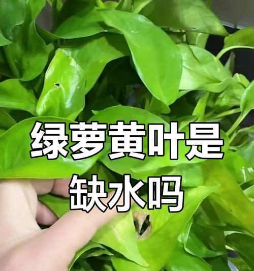 绿萝叶子小发黄的原因及解决方法（揭开绿萝叶子小发黄的神秘面纱，教你轻松解决问题）