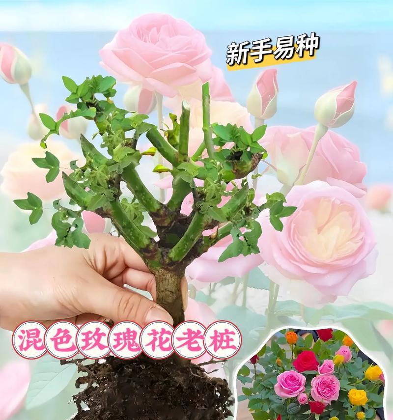 玫瑰的生根方法与技巧（掌握正确的养殖技巧，让玫瑰更容易生根）
