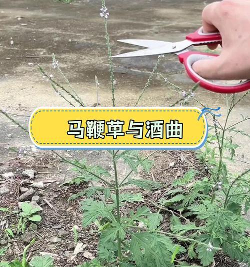 马鞭草（马鞭草的生长环境、特征与养护方法）