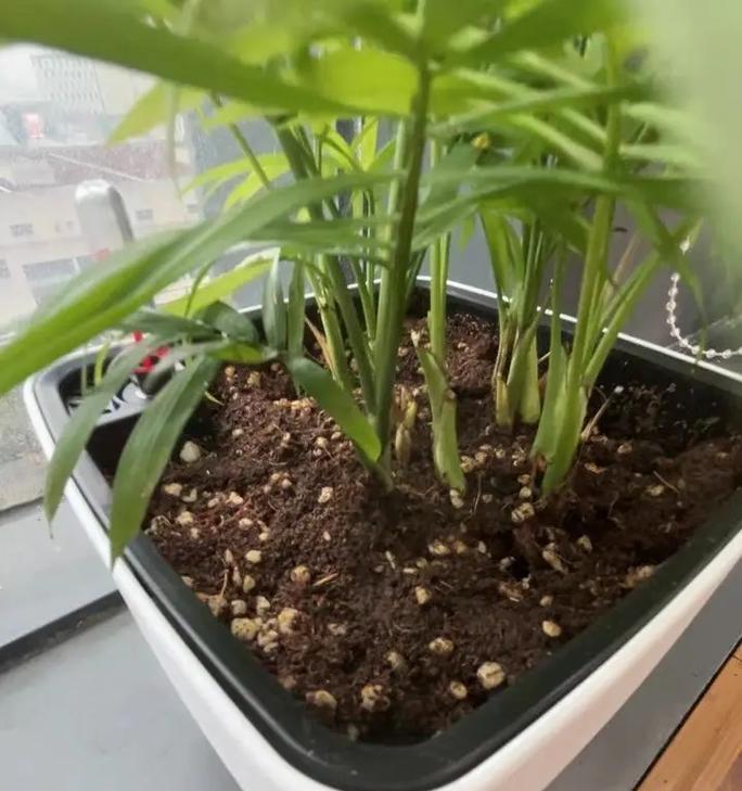 如何快速养护珍贵的袖珍椰子（以珍袖椰子养护关键诀窍与注意事项）