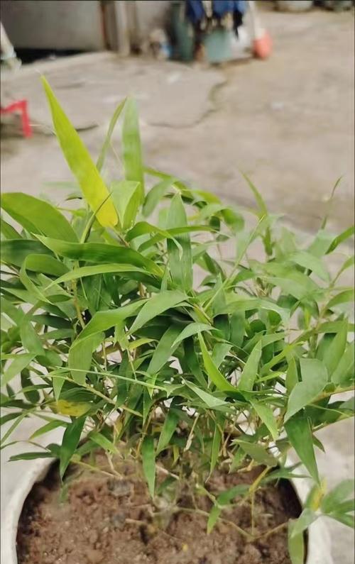 竹子盆栽为何长灰？（探究竹子盆栽上长灰的原因与解决方法）