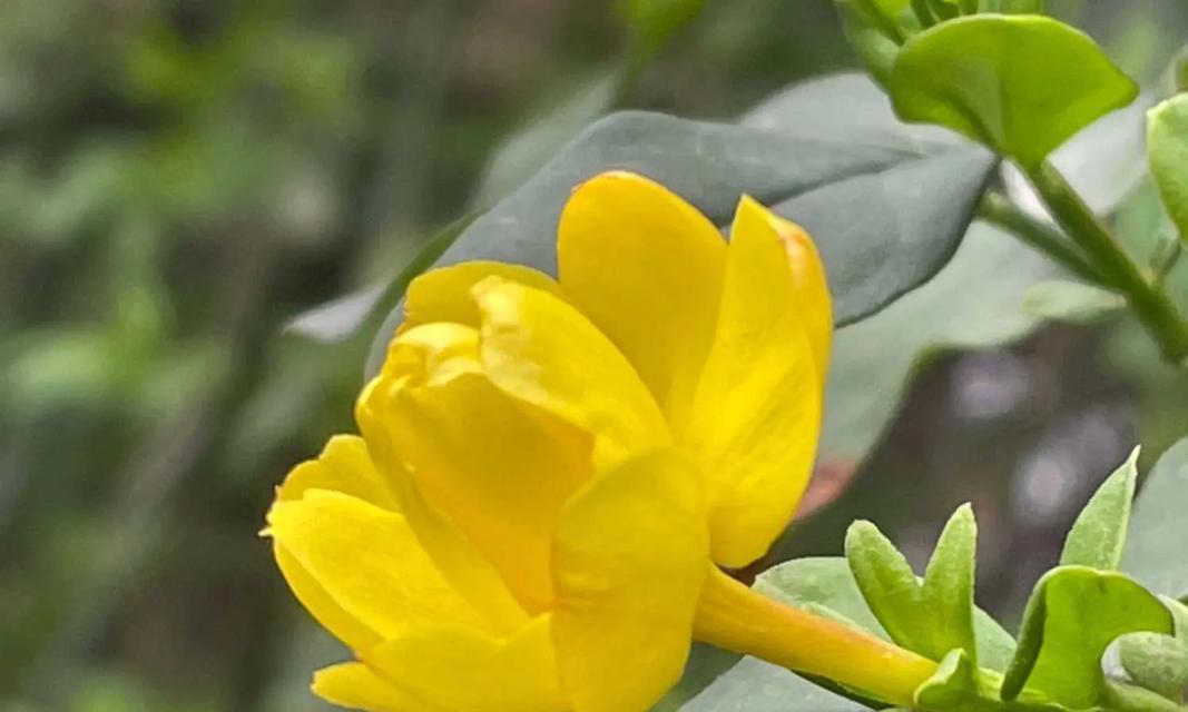 迎春花（寒冷季节里盛开的温暖希望）
