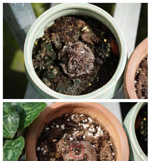 仙客来花茎枯萎问题的原因与解决方法（探究仙客来花茎枯萎的可能因素和有效防治措施）