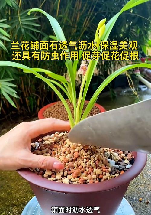兰花叶片缺水补救措施（保持兰花叶片水分平衡的关键方法）