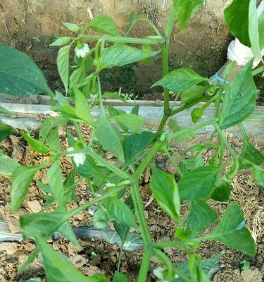探究叶子花落叶子的原因（叶子花掉叶子的现象及其背后的科学原理）