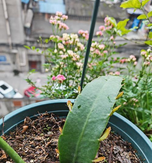 昙花的养殖技巧（打造迷人的昙花花园，享受短暂绽放的美丽）