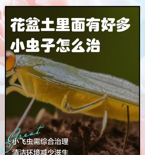 小飞虫的控制与处理（科学方法防治花土产生的小飞虫）