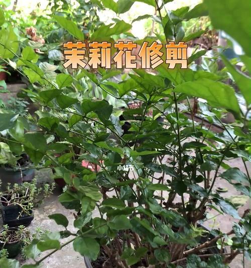 茉莉花剪枝技巧（打造茉莉花的美丽造型，从剪枝开始）