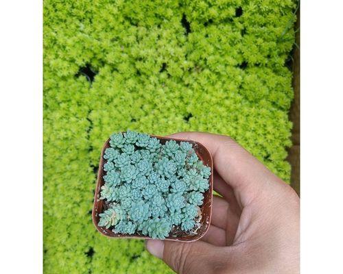 探秘大叶姬星美人的种植技巧与养护要点（打造花坛中的明星美人，学习大叶姬星美人种植攻略）