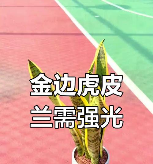 探索虎皮兰如何变成金边（从绿叶到金边，美丽之变惊艳眼球）