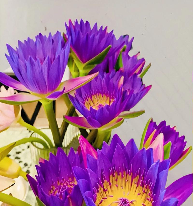 打造绚丽花园的秘密武器——紫色三叶草养护指南(让你的花园绽放神奇紫色光芒,尽显品味与魅力)
