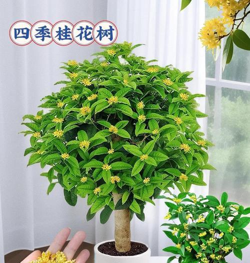 如何正确养护桂花树的花朵（打造芬芳怡人的桂花园，让花朵盛开绽放）