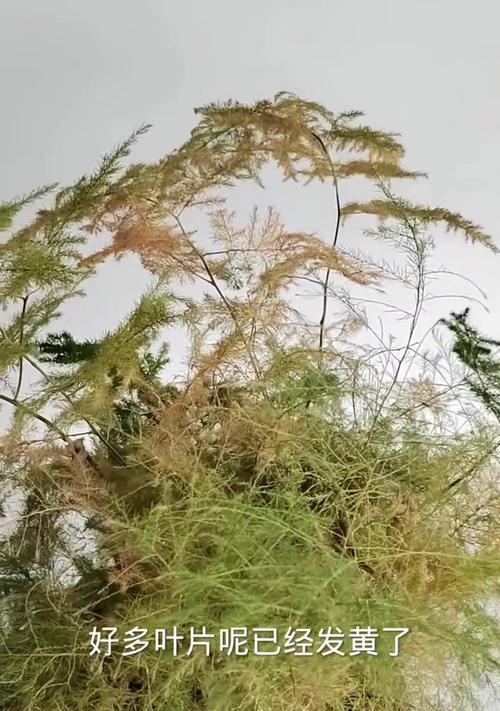 如何拯救濒临枯萎的文竹？（应对文竹枯萎的有效方法，让它重新焕发生机！）