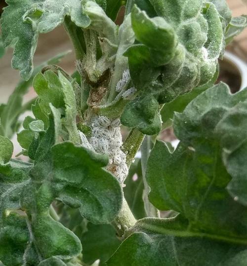 如何有效解决菊花长小黑虫问题？（掌握关键方法，让你的菊花远离小黑虫的困扰）