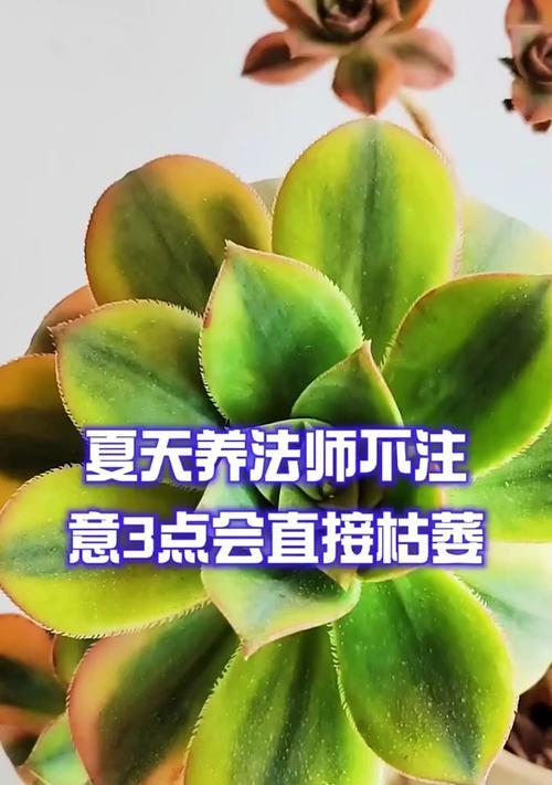 夏天怎样护理法师的休眠期