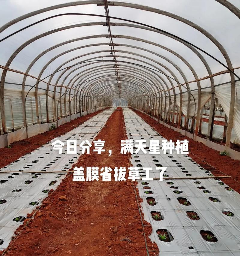 花卉爱好者必读！如何正确移植满天星花？（从选址到养护，教你轻松解决满天星花移植难题）