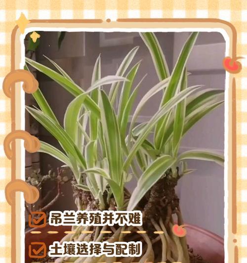 冬天如何移植吊兰（室内吊兰的冬季保护与移植技巧）