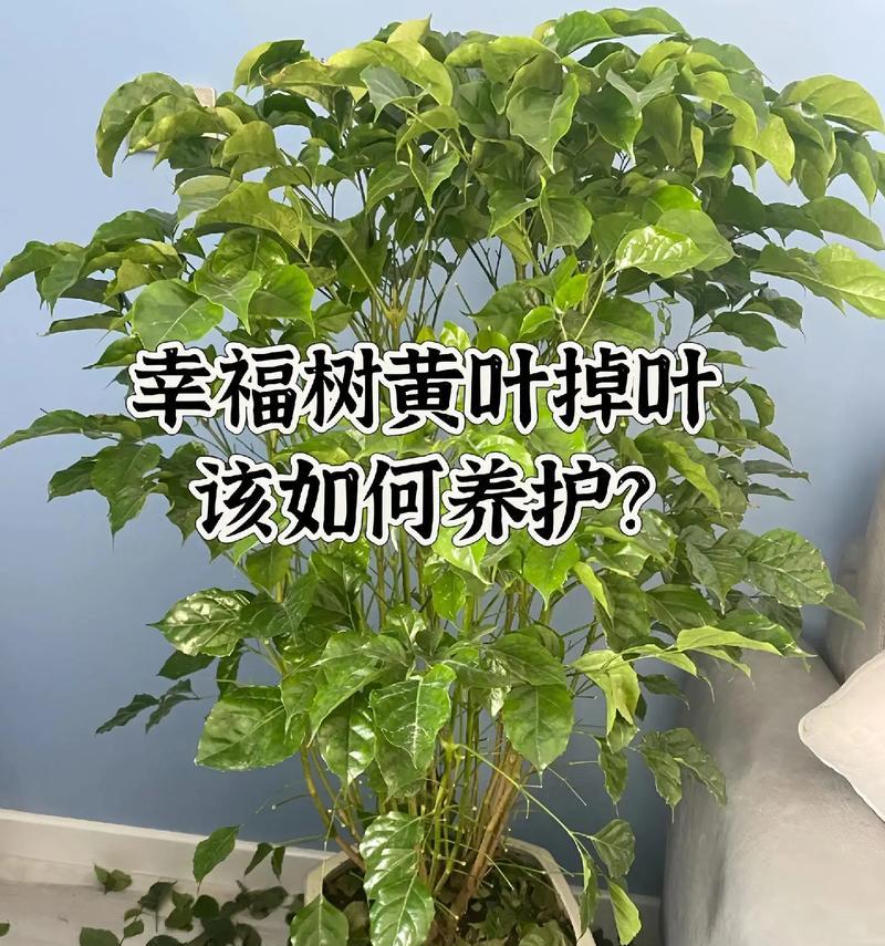 如何补救平安树黄叶问题（教你有效挽救平安树健康的关键）